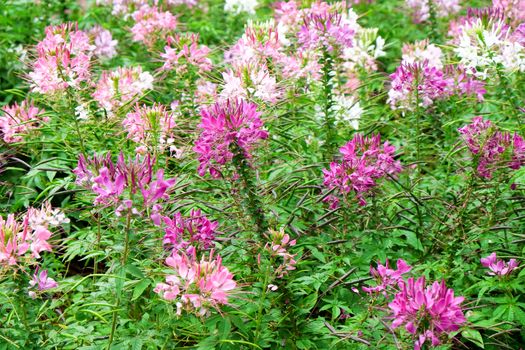 Pink and white beautiful Spider flower in the garden
