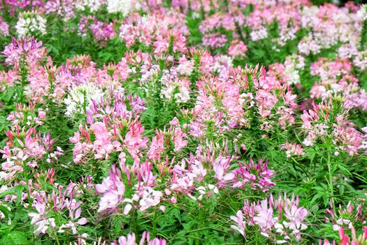 Pink and white beautiful Spider flower in the garden