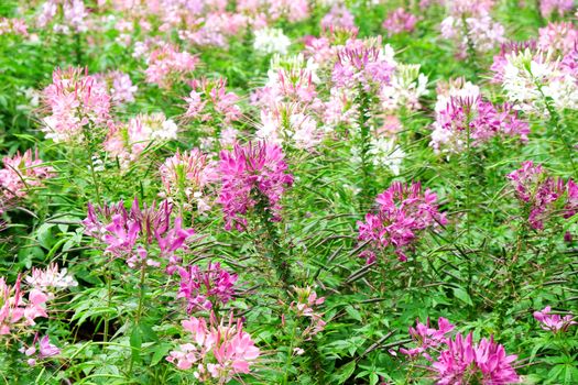 Pink and white beautiful Spider flower in the garden