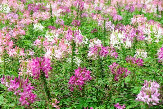 Pink and white beautiful Spider flower in the garden