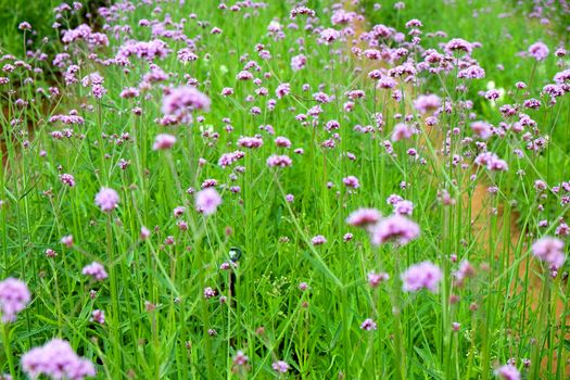 purple verbena flower in garden