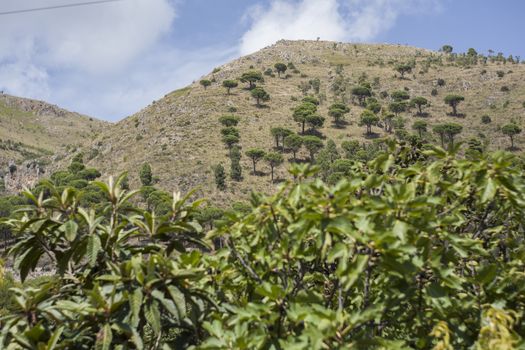 Monreale hills: detail of a hill vith vegetation in Monreale, Sicily