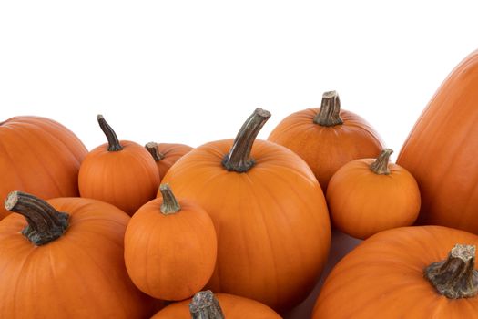 Heap of many orange pumpkins isolated on white background , Halloween concept