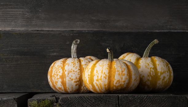 Three striped yellow pumpkins on dark wooden background , Halloween concept