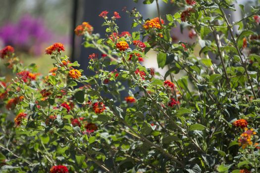 Foliage of Mediterranean plants from Sicily