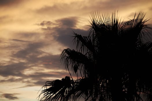 Silhouette of palm trees at sunset in Sicily