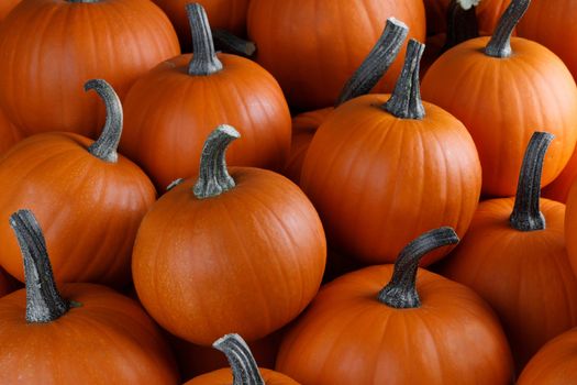Many orange pumpkins background , Halloween holiday concept