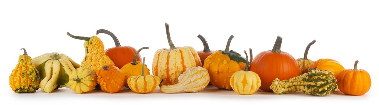 Assortiment of autumn harvested pumpkins in a heap isolated on white background , Halloween holiday concept