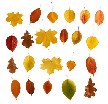 Set of colorful autumn leaves isolated over white background