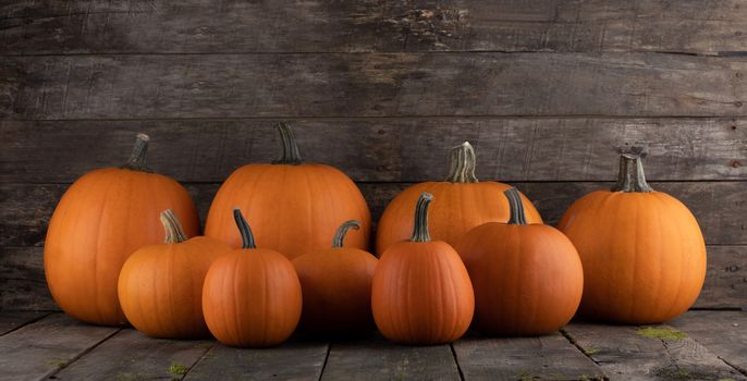 Many orange pumpkins in a row on dark wooden background, Halloween concept