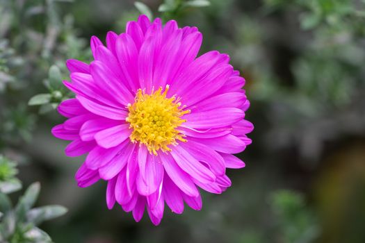 Bushy Aster (Aster dumosus), close up of the flower head
