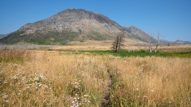 Waterton lake, Landscape of the Waterton Lakes National Park with blue sky, Alberta, Canada