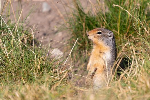 Columbia Ground Squirrel (Urocitellus columbianus) on a meadow, Waterton Lakes National Park, Alberta, Canada