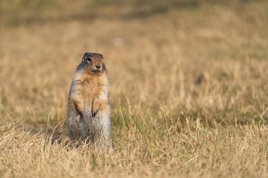Columbia Ground Squirrel (Urocitellus columbianus) on a meadow, Waterton Lakes National Park, Alberta, Canada