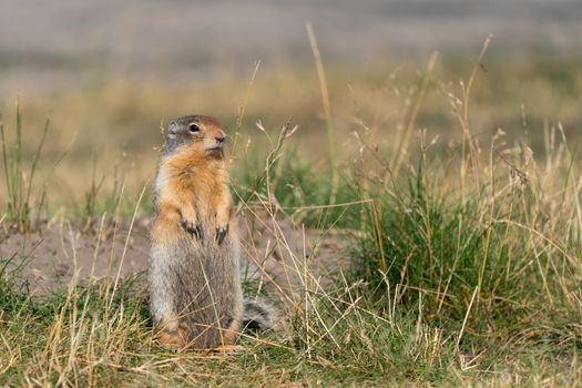 Columbia Ground Squirrel (Urocitellus columbianus) on a meadow, Waterton Lakes National Park, Alberta, Canada