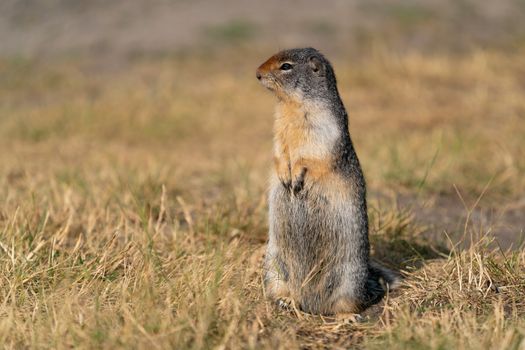 Columbia Ground Squirrel (Urocitellus columbianus) on a meadow, Waterton Lakes National Park, Alberta, Canada