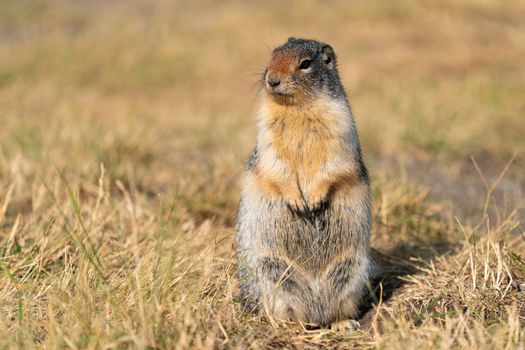 Columbia Ground Squirrel (Urocitellus columbianus) on a meadow, Waterton Lakes National Park, Alberta, Canada