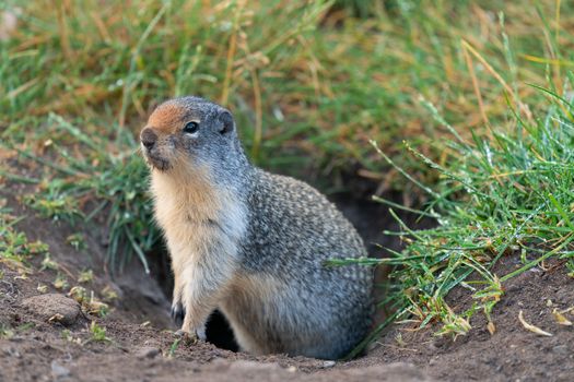 Columbia Ground Squirrel (Urocitellus columbianus) on a meadow after rain, Waterton Lakes National Park, Alberta, Canada