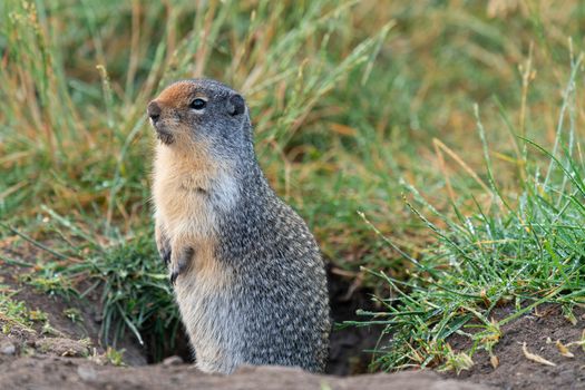 Columbia Ground Squirrel (Urocitellus columbianus) on a meadow after rain, Waterton Lakes National Park, Alberta, Canada