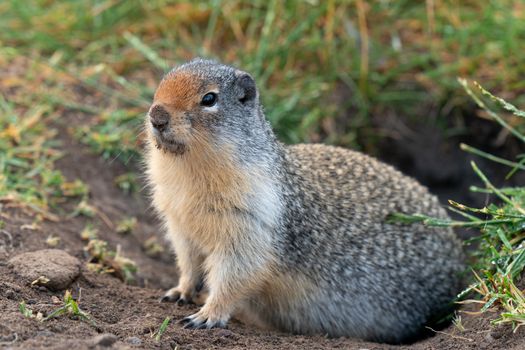 Columbia Ground Squirrel (Urocitellus columbianus) on a meadow after rain, Waterton Lakes National Park, Alberta, Canada