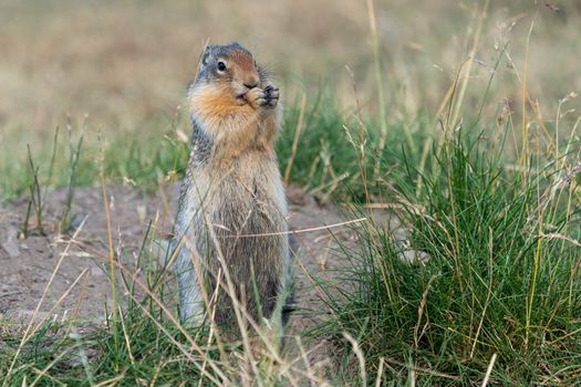 Columbia Ground Squirrel (Urocitellus columbianus) on a meadow, Waterton Lakes National Park, Alberta, Canada