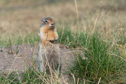 Columbia Ground Squirrel (Urocitellus columbianus) on a meadow, Waterton Lakes National Park, Alberta, Canada