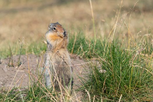 Columbia Ground Squirrel (Urocitellus columbianus) on a meadow, Waterton Lakes National Park, Alberta, Canada