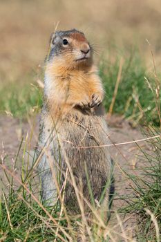 Columbia Ground Squirrel (Urocitellus columbianus) on a meadow, Waterton Lakes National Park, Alberta, Canada