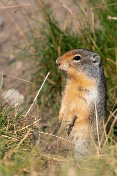 Columbia Ground Squirrel (Urocitellus columbianus) on a meadow, Waterton Lakes National Park, Alberta, Canada