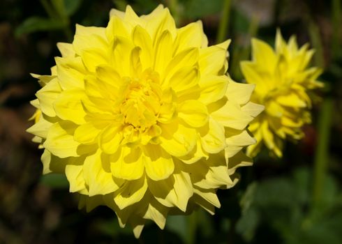 Dahlia (Dahlia), flowers of summer