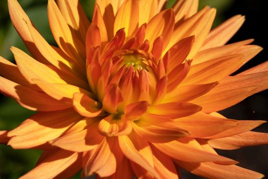 Dahlia (Dahlia), flowers of summer