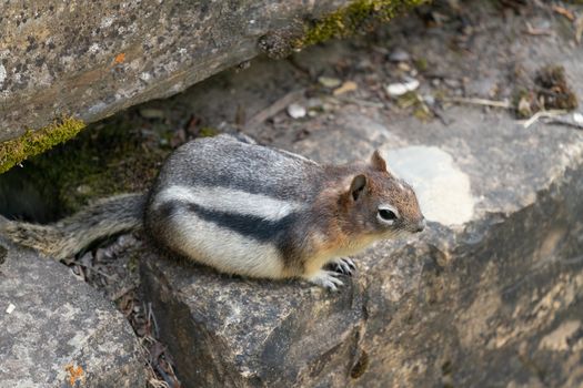 Golden-mantled Ground Squirrel (Callospermophilus lateralis), Waterton Lakes National Park, Alberta, Canada