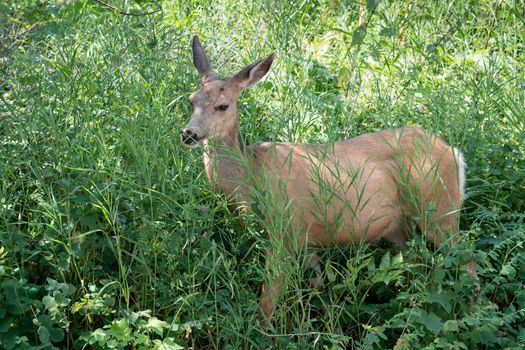 Mule deer (Odocoileus hemionus), image was taken in the Waterton Lakes National Park, Canada