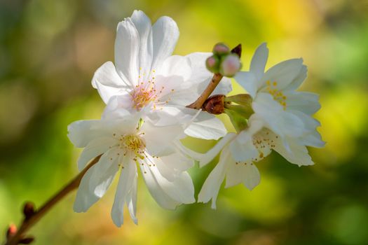 Higan cherry (Prunus subhirtella), close up of the flower head