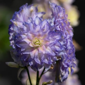 Candle larkspur (Delphinium elatum), close up of the flower head