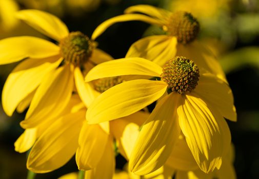 Shiny Coneflower (Rudbeckia nitida), flowers of summer
