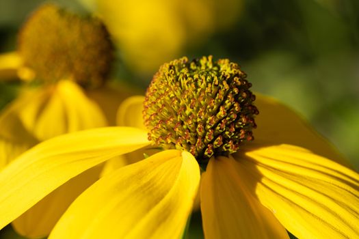 Shiny Coneflower (Rudbeckia nitida), flowers of summer