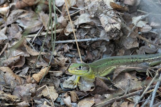 Western Green Lizard (Lacerta bilineata), image was taken on the Moselle river, Germany