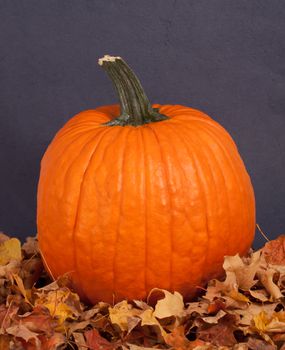 whole fesh Halloween pumpkin and autumn dried leaves