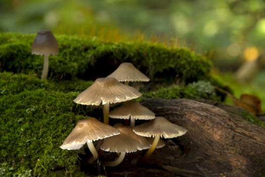 grouping of gold mushrooms on mossy fallen log