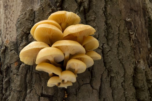 yellow mushrooms on a tree trunk in the autumn forest