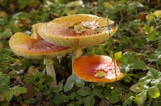  red fly agaric, Amanita muscaria