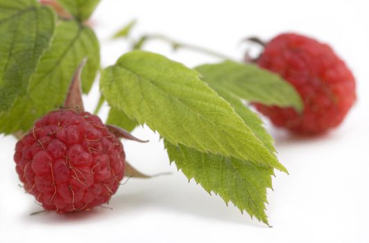 fresh ripe raspberries on bush, isolated on white background, with shadow 