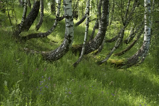 Birch grove with green grass and wildflowers in the summer