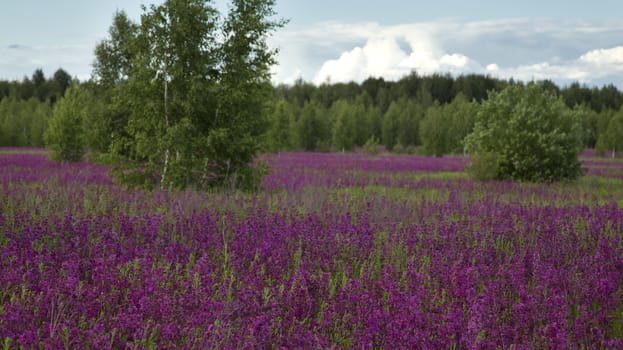 beautiful blooming wildflowers on the meadow in the summertime