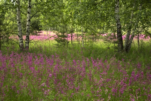 beautiful blooming wildflowers on the meadow in the summertime