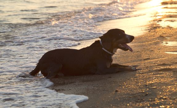 Entlebucher mountain dog on the sea beach relaxing after swimming at sunset.