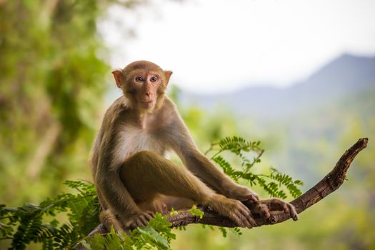 Male monkey sitting on a tamarin branch and mountain background.