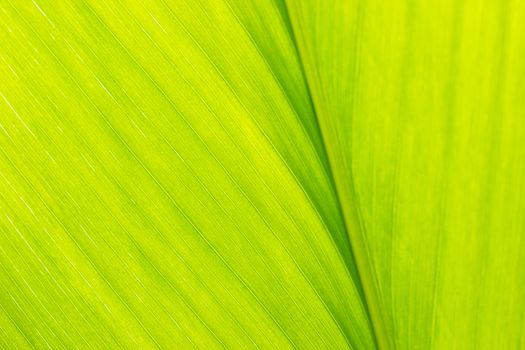 Texture of turmeric leaf. Concept of herbal medicine.