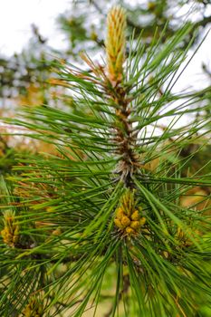 Macro closeup of pine branching off, new growth of branches on a conifer tree, out of focus